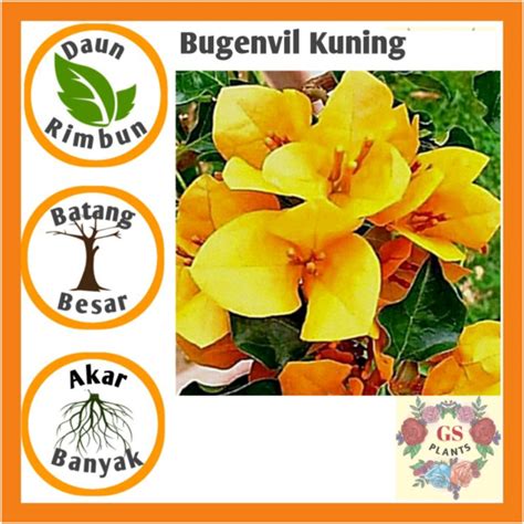 Jual BIBIT TANAMAN HIAS BUGENVIL BUNGA KERTAS KUNING Bougenville