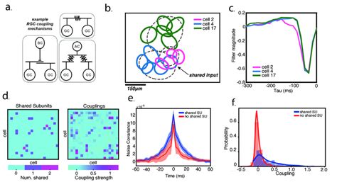 Strong Couplings Result From Both Shared Inputs And Gap Junctions A