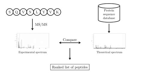 Overview of the analysis of mass spectrometry data by database ...