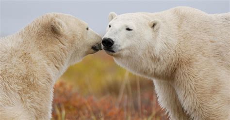 Polar bear mating takes place in the Spring, but the fertile eggs do ...