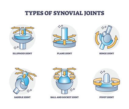 Types Of Synovial Joints Table