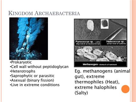 Ppt Archaebacteria And Eubacteria Powerpoint Presentation Free