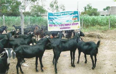 Osmanabadi Goat Price