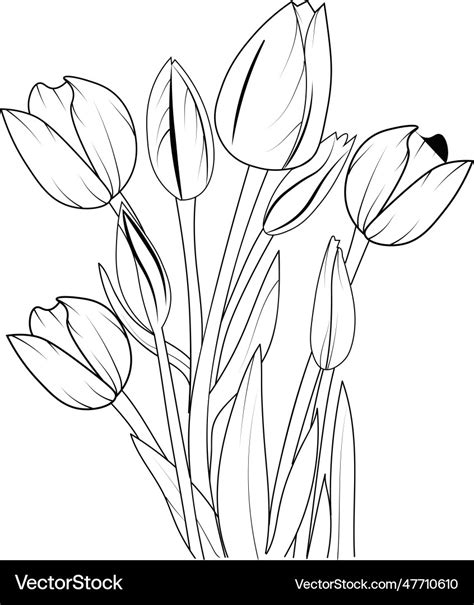 Outline tulip flower drawing lineart Royalty Free Vector