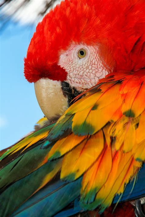 Fotos gratis pájaro guacamayo pico loro ojo perico de cerca