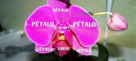 Las Orquídeas: Anatomía de Flor Orquídea