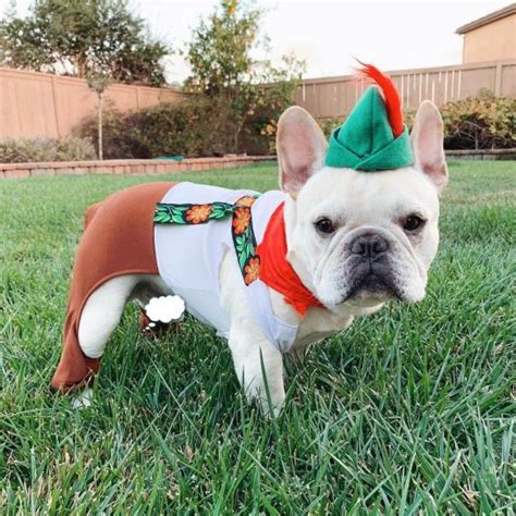 15 Interesting Halloween Costume Ideas for Your French Bulldog - The Dogman