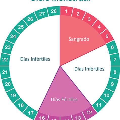 Periodos Do Ciclo Menstrual Fdplearn