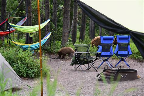 Bears In Our Campsite At Glacier National Park! - wiscohana