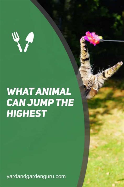 What Animal Can Jump The Highest