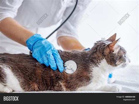 Cat On Examination By Image And Photo Free Trial Bigstock