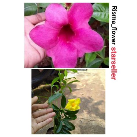 Jual Paket Pohon Alamanda Bunga Kuning Pink Paket Tanaman Hias