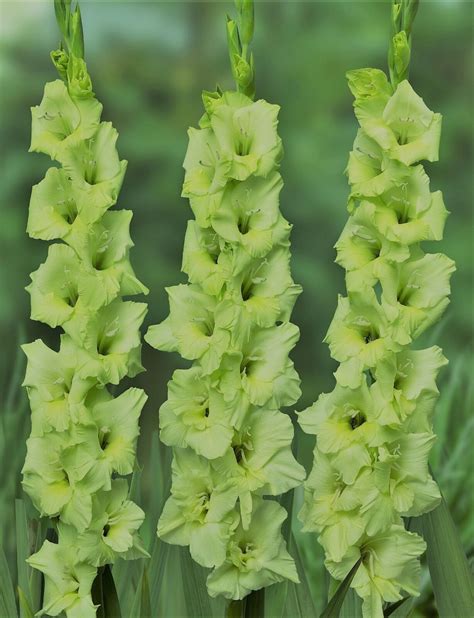 5 Green Star Gladiolus Bulbslarge Floweringplease Check Out Our