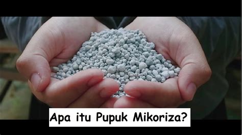 Apa Itu Pupuk Mikoriza YouTube