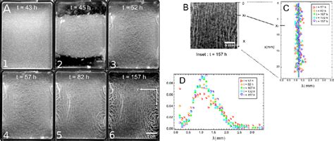 Evolution Of A Severed B Subtilis Ncib Pellicle Over D In