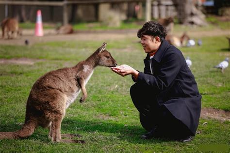 Thức ăn Của Kangaroo Là Gì Và Những điều Bạn Nên Biết