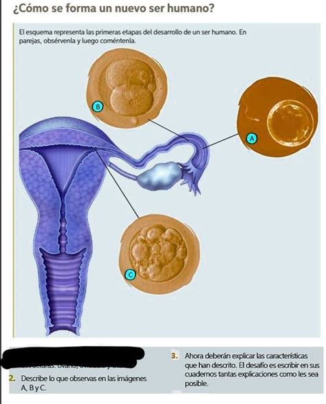 SOLVED AYUDAAA XFAVOR ES PARA MAÑANA iCómo se forma un nuevo ser