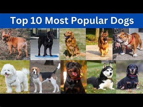 The Most Popular Dog Breeds Of 2020 41 Off