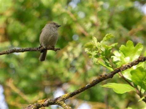 Geotripper S California Birds Bushtit In The Joe Domecq Wilderness On