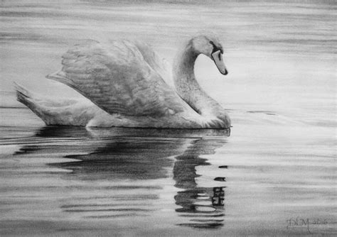 Swan Drawing Sketch