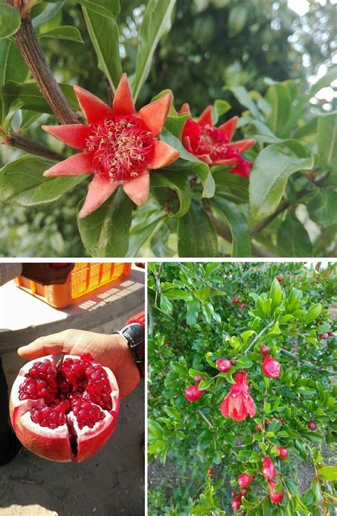 Granatapfel Baum schnellwüchsige Pflanze aus Nachhaltigem Anbau Set