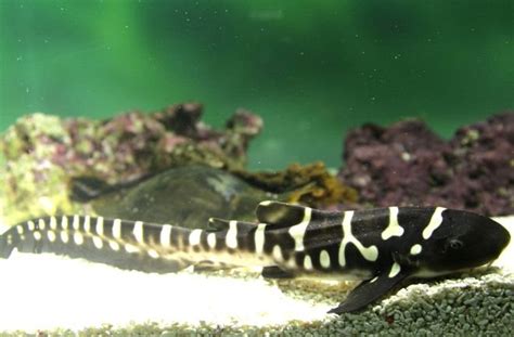 Brest Océanopolis Naissance Dun Bébé Requin Zèbre Le Télégramme