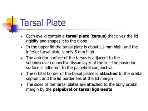 Ppt Ocular Adnexa And Lacrimal System Powerpoint Presentation Free Download Id 5503190