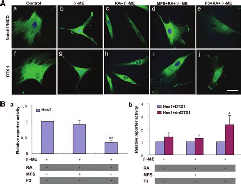 Expression Of Notch And Dtx1 In Differentiated Human Bone Marrow Download Scientific Diagram