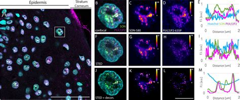 Frontiers Quantitative Super Resolution Microscopy Reveals The