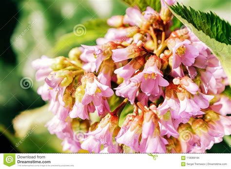 Summer Flowers Series, Macro View of Purpur Flower Stock Photo - Image of spring, outdoor: 118069194