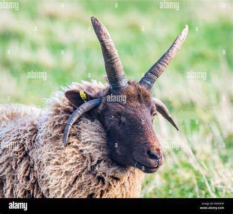 Manx Loaghtan Sheep Stock Photo Alamy