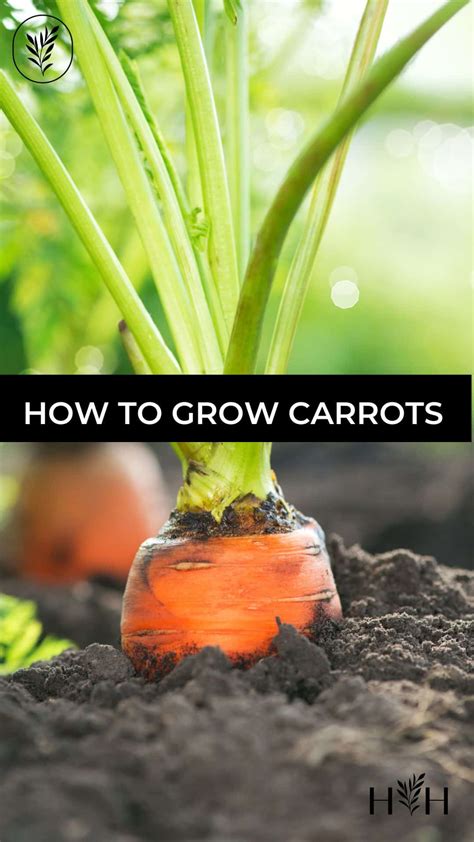 How To Grow Carrots 🥕 🌱 A Beginners Guide To Crunchy Success In The Garden