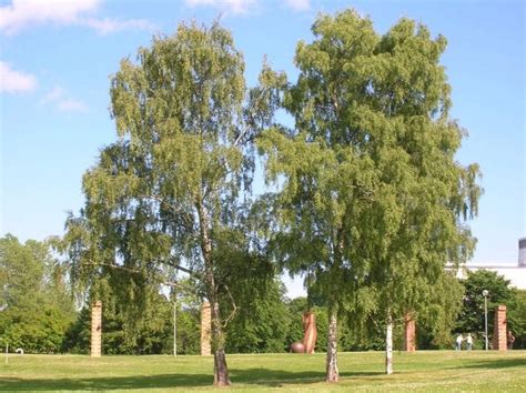 Abedul Péndulo Betula Pendula