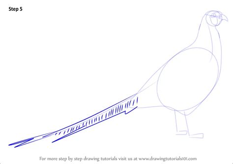 How To Draw A Common Pheasant Birds Step By Step