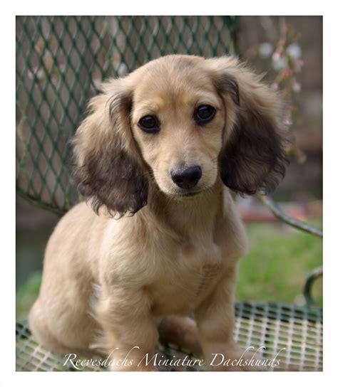 Caramel Latté Dachshund English Cream Long Hair Mini Dachshund