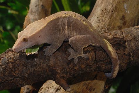 New Caledonian Crested Gecko 5 Photograph By John Mitchell Pixels