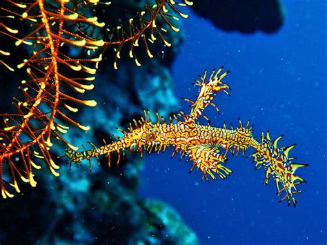 Ornate ghost pipefish - Moalboal Reef Species