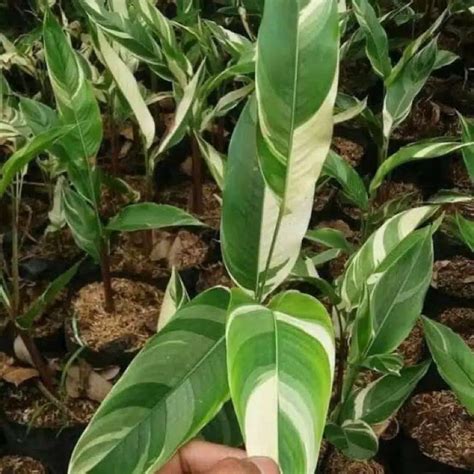 Jual Tanaman Hias Pisang Pisangan Heliconia Varigata Shopee Indonesia