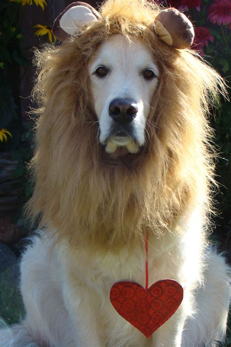 Bentley Posing As The Cowardly Lion From Wizard Of Oz With A Heart