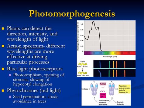 Plant Responses to Stimuli - ppt download