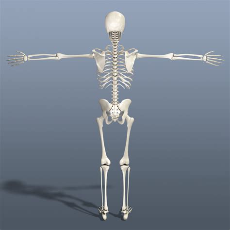 human skeleton  model  obj ma fbx freed