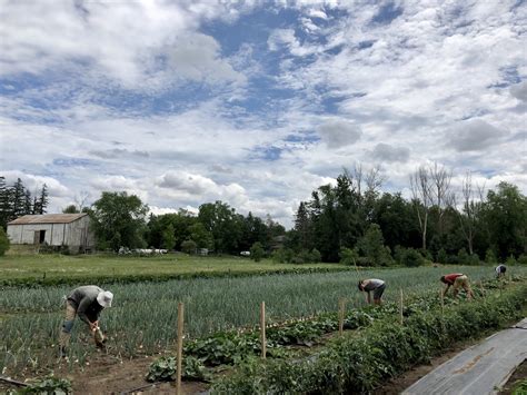 Join Our Farmer Team — Joyfully Organic Farm