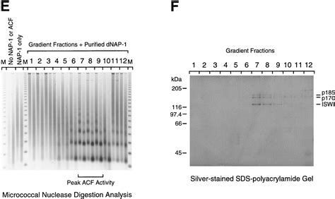 Acf Consists Of Two Subunits Acf And Iswi That Function