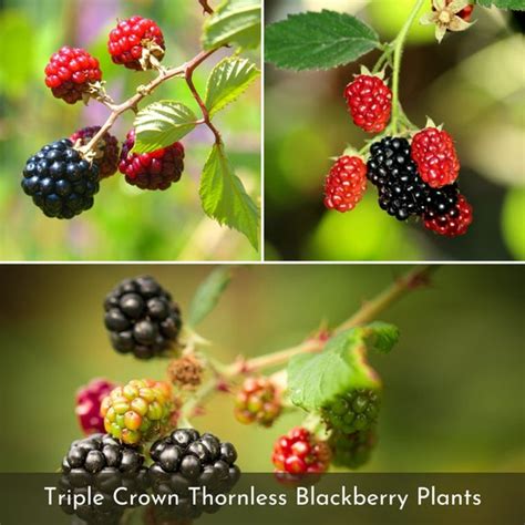 Live Triple Crown Thornless Blackberry Plants Large Berries Etsy