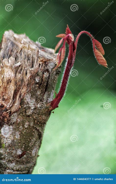 Sprouting Buds From Felled Trees Stock Image Image Of Growth Rainy 144604377