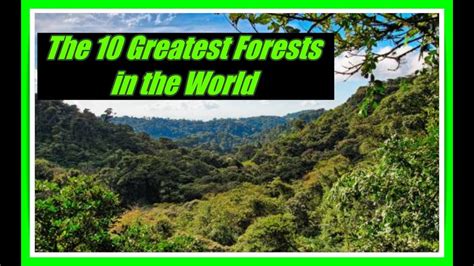 The 10 Largest Forests In The World Natural Beauties That Defy The