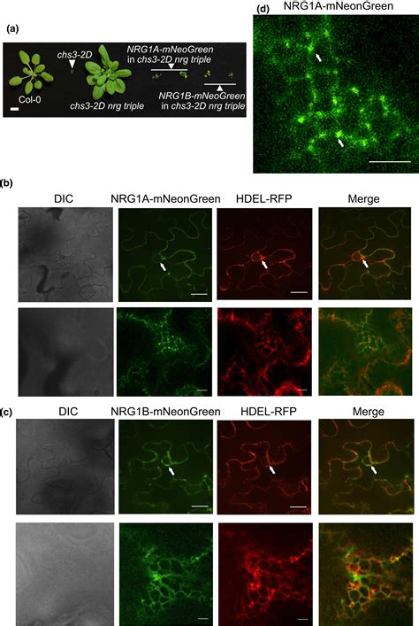 Differential Regulation Of TNLmediated Immune Signaling By Redundant