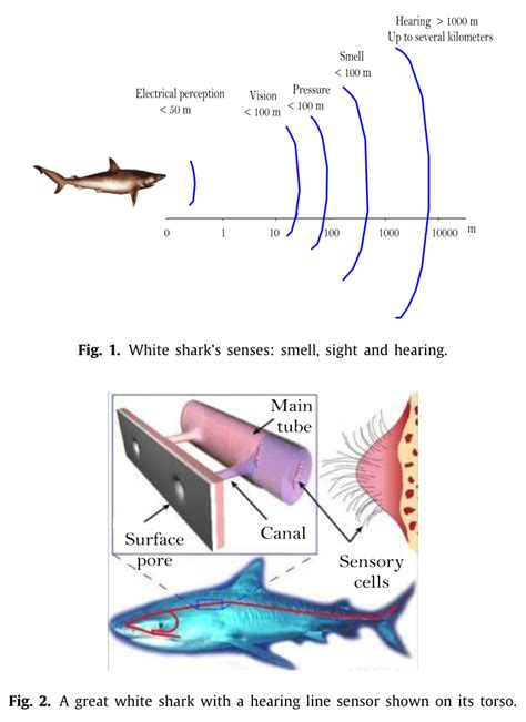 White Shark Optimizer Wso Csdn