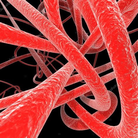 human veins stock photo  yakobchuk