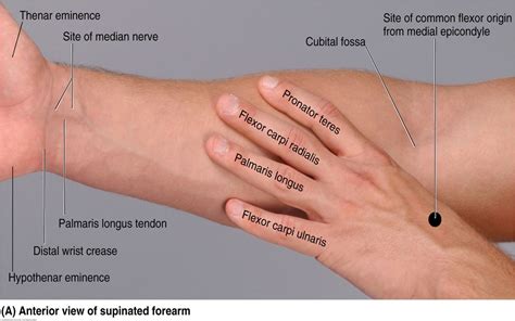 posterior forearm muscles mnemonic